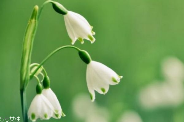 铃兰花价格贵吗,铃兰花多少钱一株