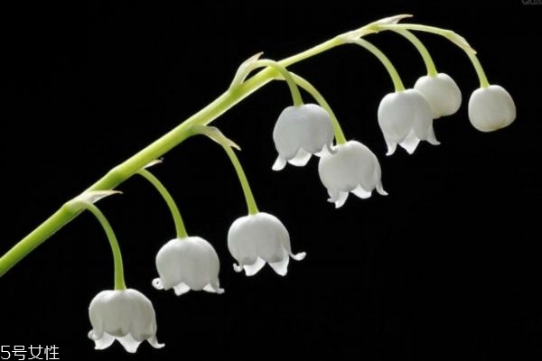 什么的铃兰花,铃兰是兰花的一种吗