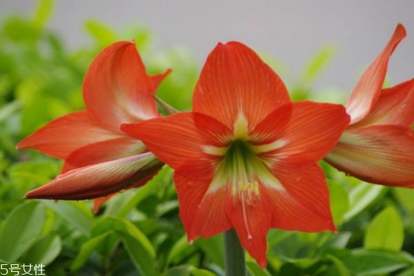 朱顶红价格多少钱,朱顶红的品种有多少种在哪里买的最正宗