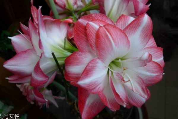 朱顶红有什么用处,朱顶红有什么功效