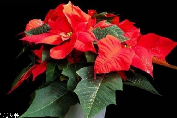 一品红一般几月开花,一品红什么时候开花 一品红一般几月开花,一品红什么时候开花