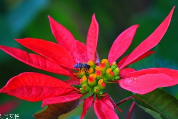 一品红生长温度,一品红是几年生植物 一品红生长温度,一品红是几年生植物