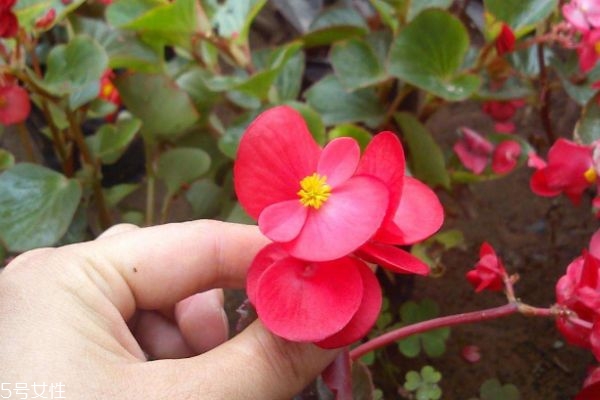 海棠花价格大全,海棠花贵不贵 海棠花价格大全,海棠花贵不贵