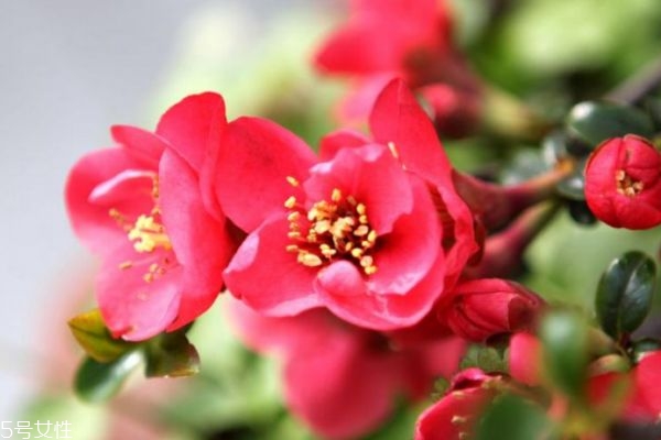 海棠花在什么地方生长,海棠花长在哪里 海棠花在什么地方生长,海棠花长在哪里