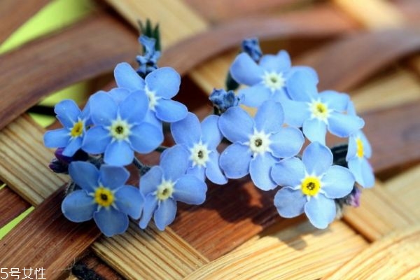 星辰花一般生长在哪里,星辰花长什么样