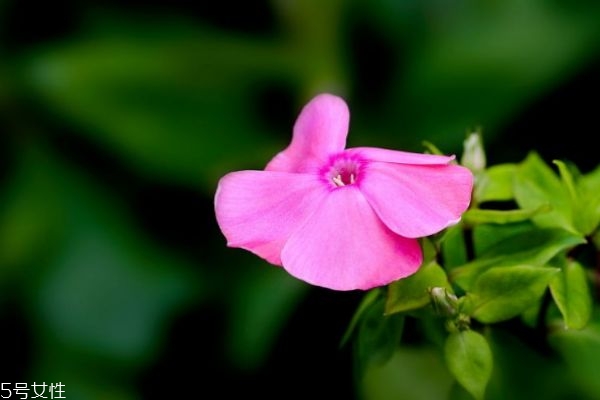 美女樱的功效和作用,美女樱的特点