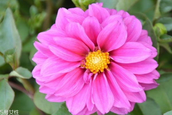 小丽花的功效和作用,小丽花和大丽花的区别