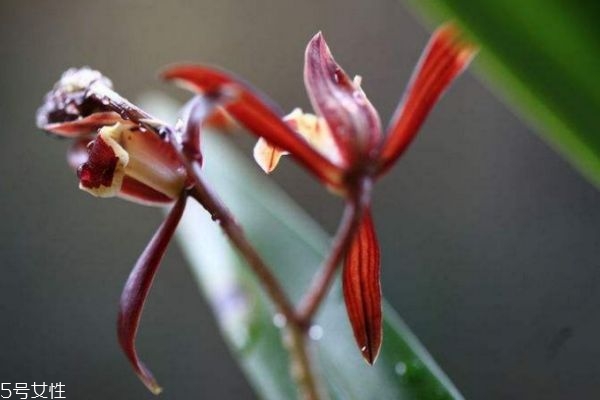 报岁兰怎么养,报岁兰的寓意 报岁兰怎么养,报岁兰的寓意