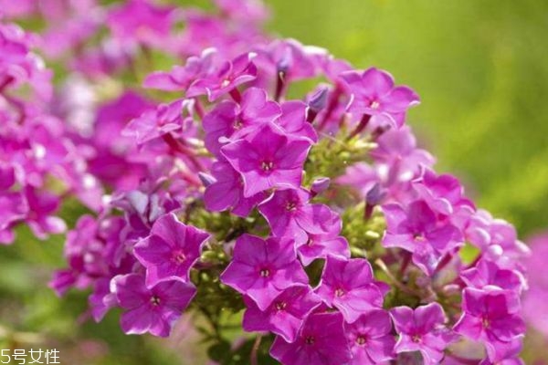 福禄考百科,福禄寿考什么意思