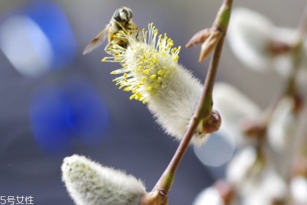银柳发芽好不好,银芽柳的寓意