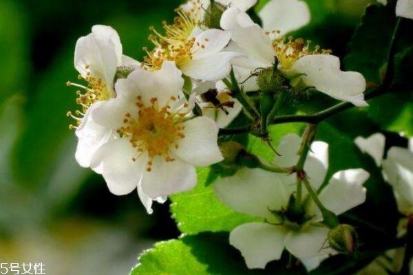 荼靡和荼蘼的区别,荼靡象征着什么