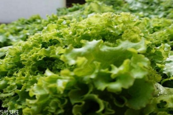 白苣可以怎么吃呢(苣荬菜怎么吃)