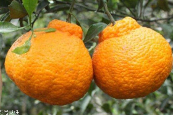 丑橘主要产自哪里呢(丑橘的产地是哪里)