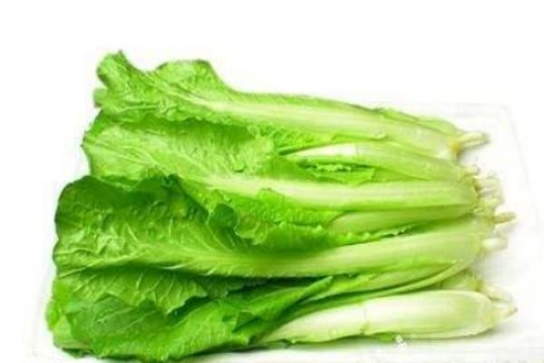 小白菜的生长环境是怎么样的呢(小白菜的生长环境和特点)