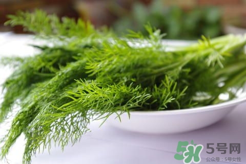 怎么挑选茴香(怎么挑选茴香菜) 怎么挑选茴香(怎么挑选茴香菜)