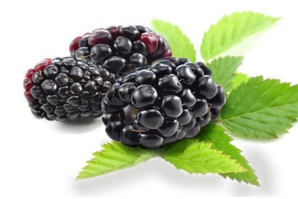 黑莓生活在什么环境里呢(黑莓的生长环境)