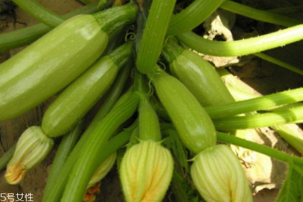 笋瓜的功效有什么呢(笋瓜的功效和作用)