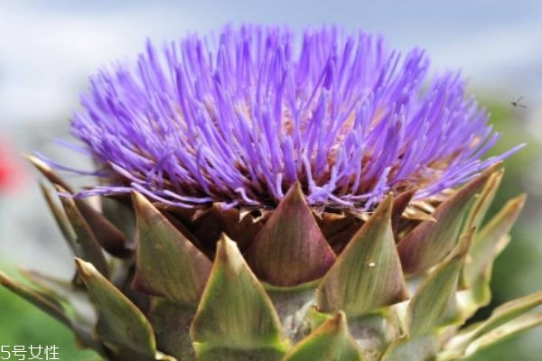朝鲜蓟的生长习性是怎么样的呢(朝鲜蓟是什么植物)