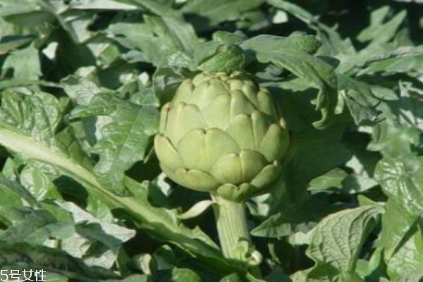 小孩什么情况不能打预防针(小孩什么情况不能打预防针)