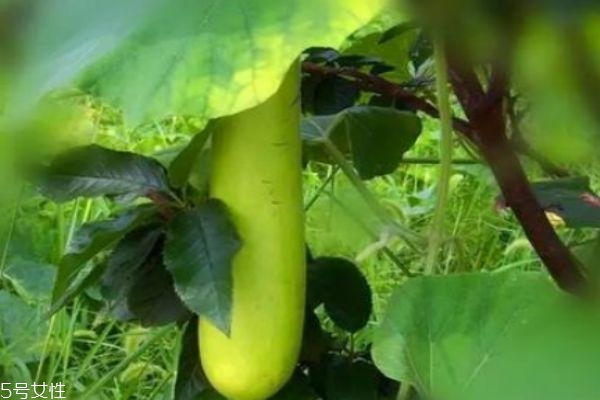 香菇肉丁炒饭(香菇肉丁炒饭的做法)