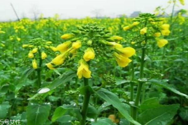 吃油菜有什么好处呢(吃油菜的好处)