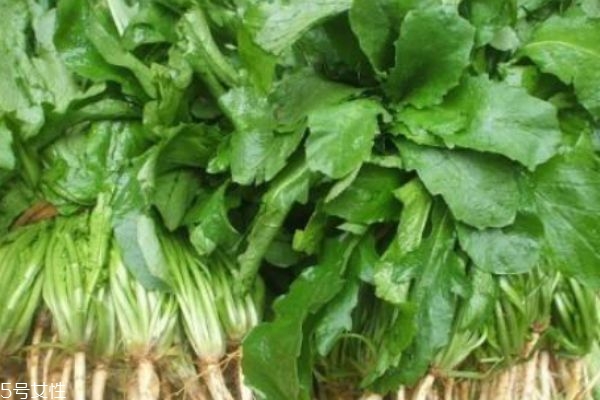 荠菜生长在什么环境下呢(荠菜的生长环境是什么样子的)