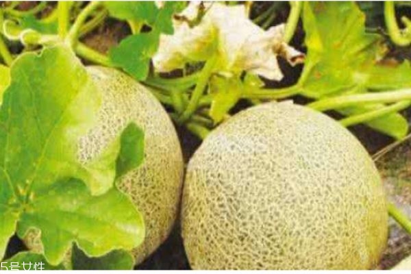 白兰瓜有什么食用禁忌吗(白兰瓜的功效和作用及禁忌)