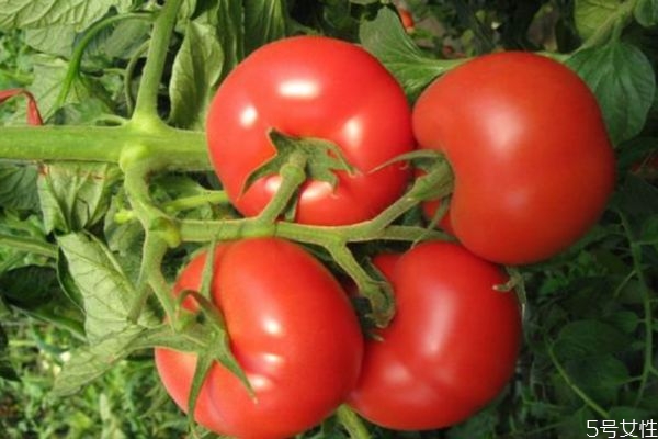 每天吃多少西红柿合适(每天吃多少西红柿合适)