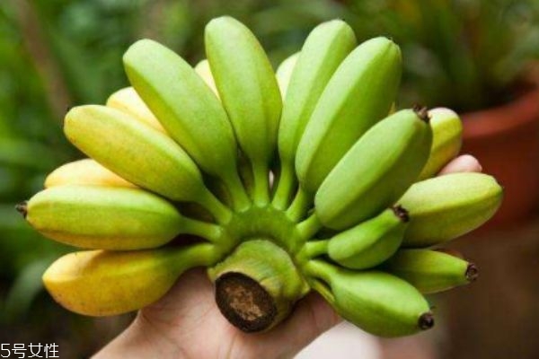 吃芭蕉有什么好处呢(吃芭蕉的好处) 吃芭蕉有什么好处呢(吃芭蕉的好处)