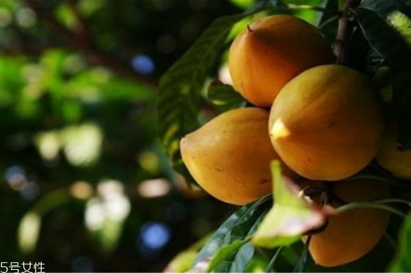 蛋黄果生长在哪里呢(蛋黄果生长在什么地方)