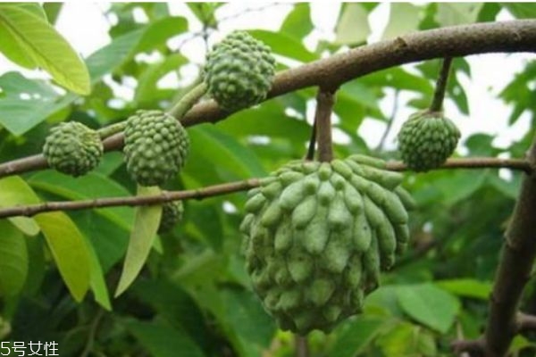 释迦果生长在哪里呢(释迦果生长在什么地方) 释迦果生长在哪里呢(释迦果生长在什么地方)