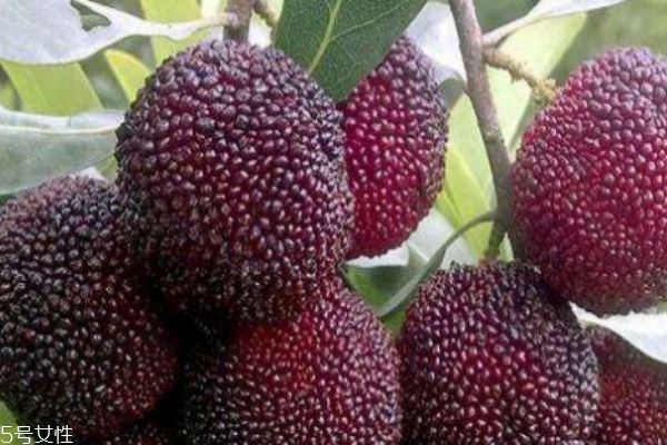 杨梅生长在什么环境里呢(杨梅的生长环境)