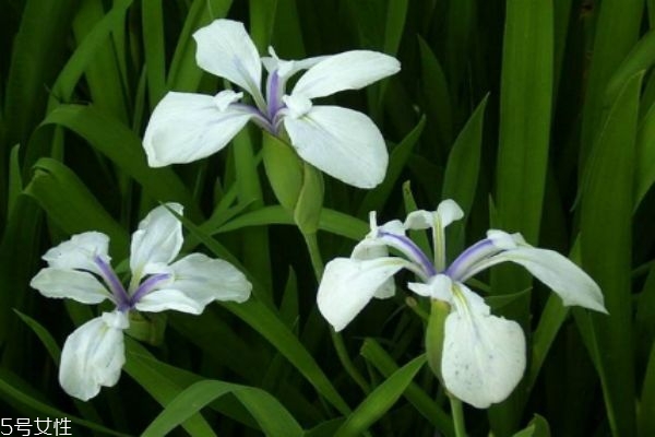 杜若生长在什么环境里呢(杜若生长在哪里)