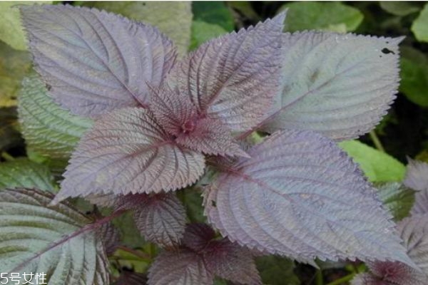 紫苏生长在什么环境里呢(紫苏的生长环境)