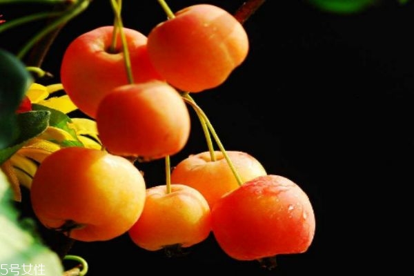 海棠果可以榨汁吗(海棠果可以榨汁吗)