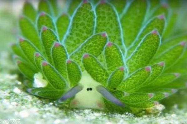 海藻的生长环境是怎么样的呢(海藻生长的自然环境)