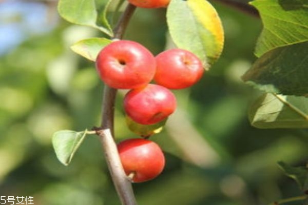 海棠果一般几月份成熟呢(海棠果什么时候成熟)