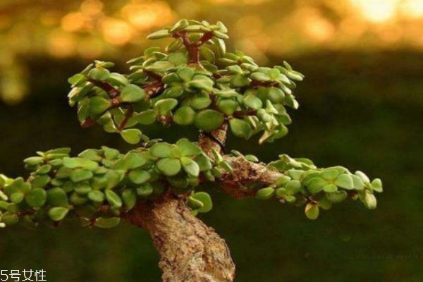 什么人群不能吃马齿笕呢(马齿苋可以吃吗)