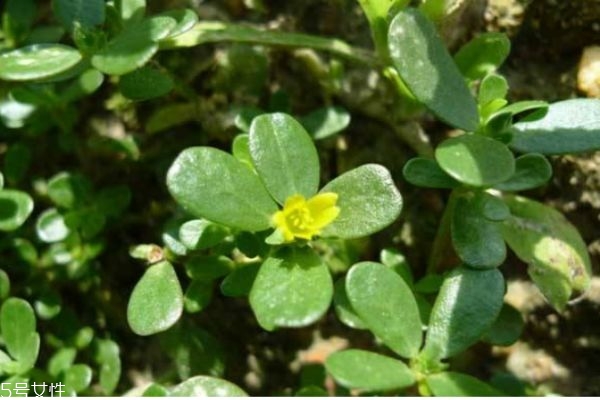 马齿笕主要生长在哪里呢(马齿苋生长在什么环境)