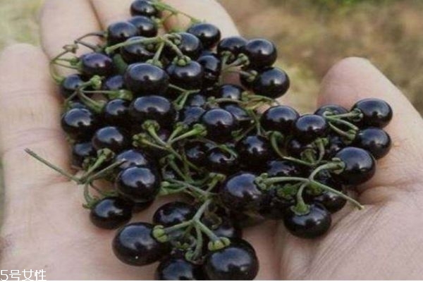 龙葵生长在什么环境里呢(龙葵的生长环境)