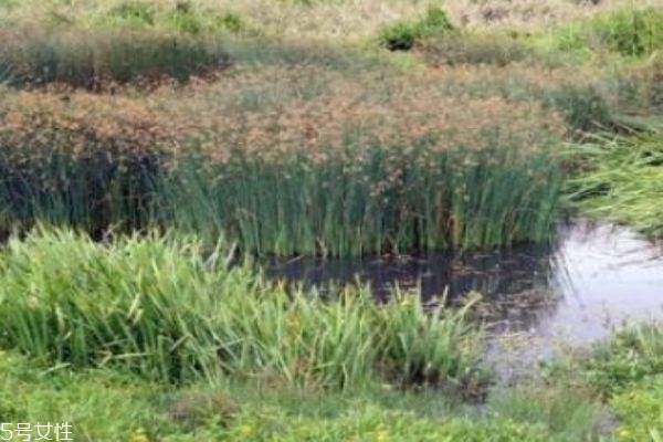 孕妇可以食用灯芯草吗(孕妇能服用灯芯草吗)
