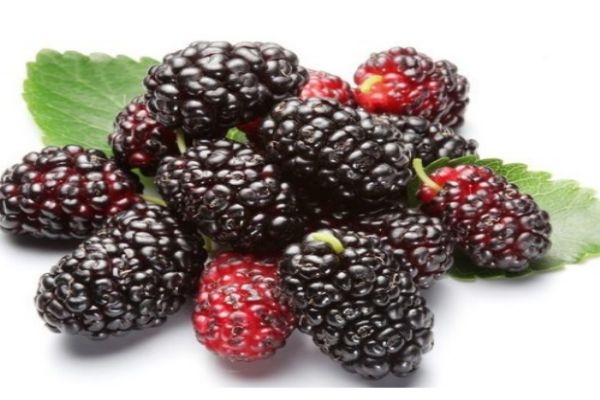 吃桑葚要注意什么呢(吃桑葚的禁忌)