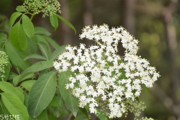 接骨丹应该怎么使用呢(接骨丹怎么服用)