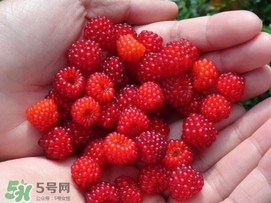 覆盆子是桑葚吗?,覆盆子和桑椹