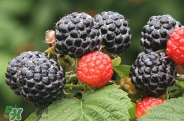 覆盆子是树莓吗,覆盆子是树莓还是黑莓 覆盆子是树莓吗,覆盆子是树莓还是黑莓