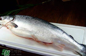 三文鱼的保存温度,整条三文鱼保存的方法和时间