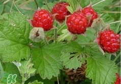 为什么没人种植山莓,树莓山东可以种植吗