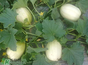 甜瓜什么时候吃最好,甜瓜几月份种最合适