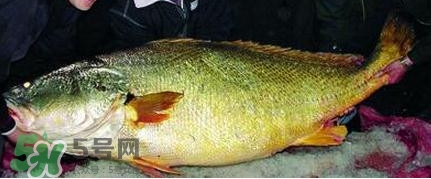吃黄唇鱼犯法吗,野生黄唇鱼