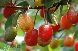 羊奶果多少钱一斤,羊奶果多少钱一斤2018 羊奶果多少钱一斤,羊奶果多少钱一斤2018